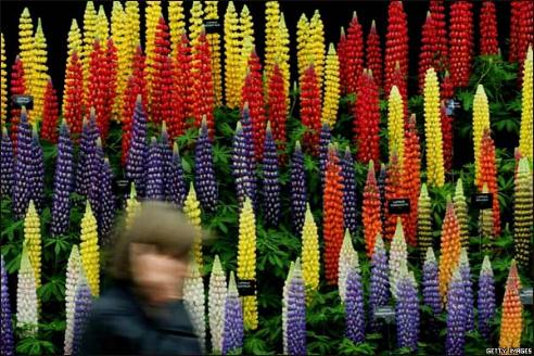 Exposición de Flores Chelsea, Gran Bretaña 0