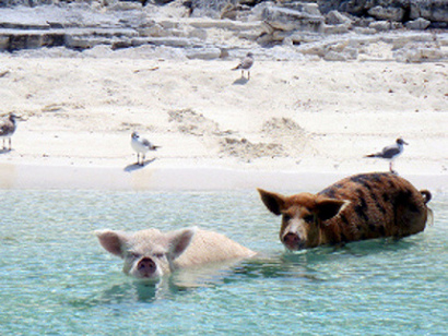 Exuma, Bahamas 0