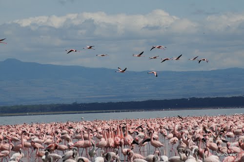 Flamencos rosa en el Lago Natron - Tanzania 🗺️ Foro África 2