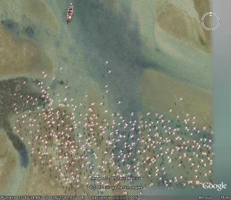 FLAMINGOS