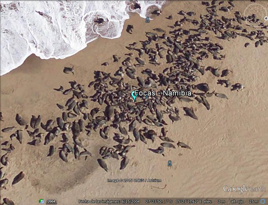 Focas o leones marinos en alta resolución - Namibia 1 - Corral en Tanzania y el avion de Google Earth 🗺️ Foro África