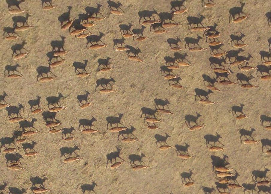 Africa en su estado mas puro 0