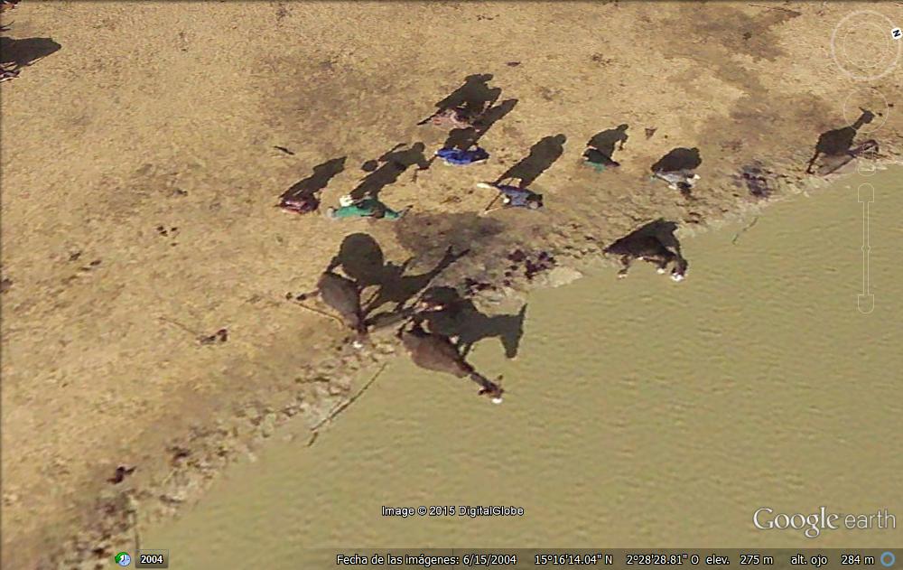 Gentes dando de beber a sus rebaños - Mali 1 - 2 elefantes tumbados 🗺️ Foro África