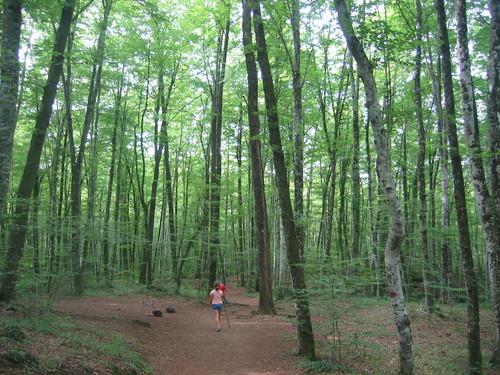 OLOT-Entre hayedos y volcanes. 1