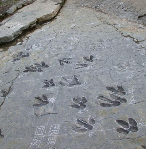 Huellas de dinosaurio en La Rioja - Caminando entre dinosaurios 🗺️ Foro España