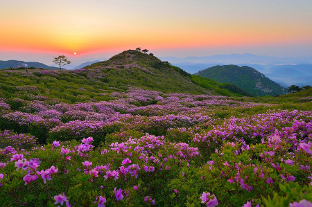 Hwangmaesan, Gyeongsang del Sur, Corea del Sur 0