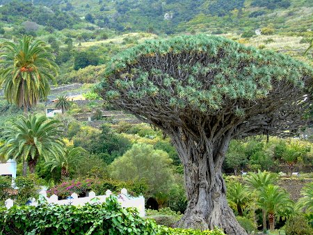 Icod de Los Vinos, Tenerife, Canarias 0