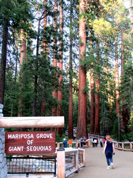 Grizzly Giant, Mariposa Grove, Secuoyas Gigantes de Yosemite 2