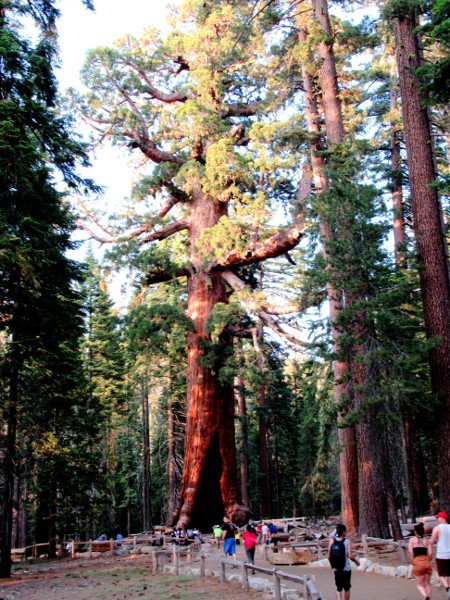 Grizzly Giant, Mariposa Grove, Secuoyas Gigantes de Yosemite p74321