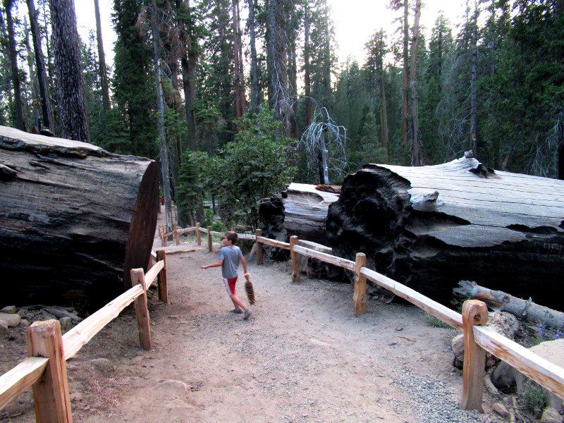 Grizzly Giant, Mariposa Grove, Secuoyas Gigantes de Yosemite 1