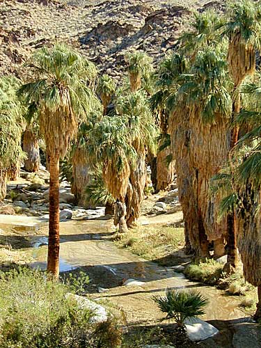 Washingtonia filifera en Palm Canyon - USA 0