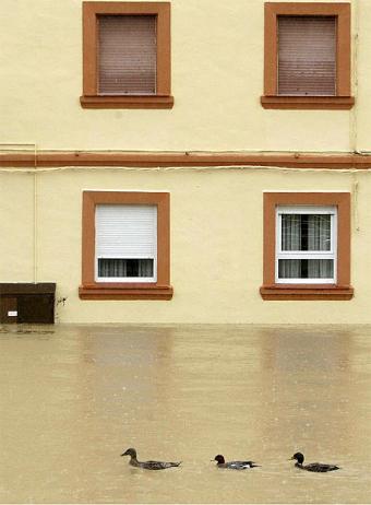 inundacion con patos.jpg