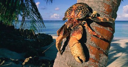 Atolón de Aldabra, Islas Seychelles 1