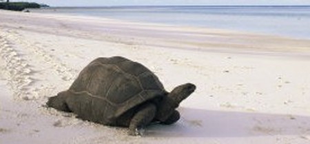 Atolón de Aldabra, Islas Seychelles 1