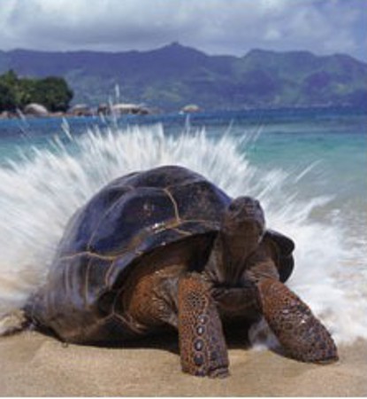 Atolón de Aldabra, Islas Seychelles 2