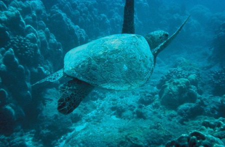 Atolón de Aldabra, Islas Seychelles 🗺️ Foro África 2