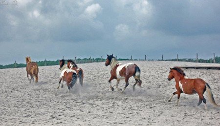 Isla Assateague, Maryland, EEUU 1