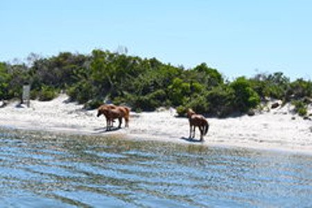 Isla Assateague, Maryland, EEUU 🗺️ Foro América del Norte 0