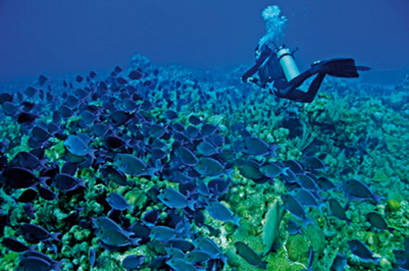 Isla de Roatán, Honduras 1
