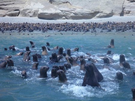 Isla de Sangayan, Paracas, Peru 0