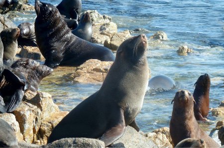 isla de Sangayan, Paracas, Peru 1