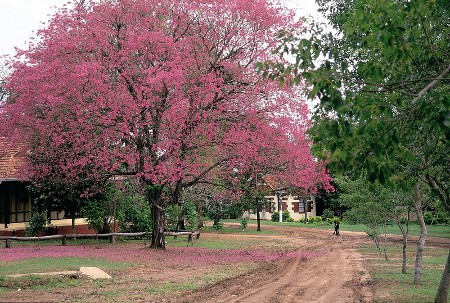 Isla del Cerrito, Chaco, Argentina 1