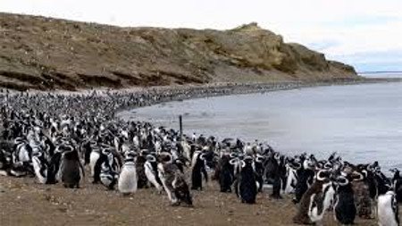 Isla Magdalena, Chile 1