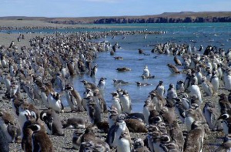 Puerto Deseado, Santa Cruz, R. Argentina 0