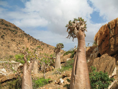 Isla Socotra, Hadramaut, Yemen 🗺️ Foro Asia 0