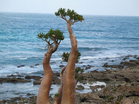 Isla Socotra, Hadramaut, Yemen 🗺️ Foro Asia 1