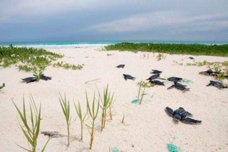 Isla Tortuga, Caribe, Venezuela 0