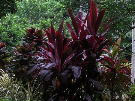 Jardín Botánico Tropical Xinglong, Hainan, China 2