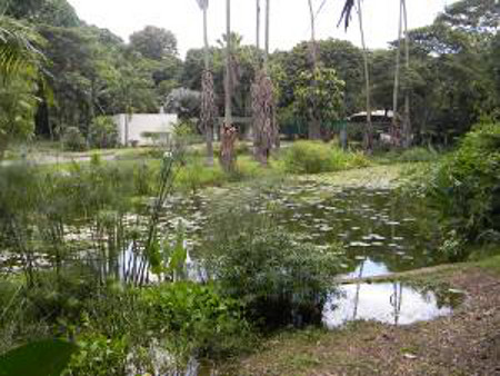 Jardin Botánico de Caracas, Venezuela 0