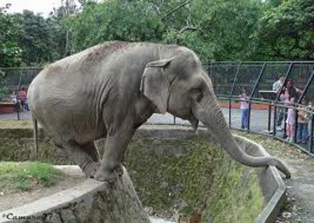 Jardin Zoologico, Calcuta, Bengala, India 🗺️ Foro Asia 1