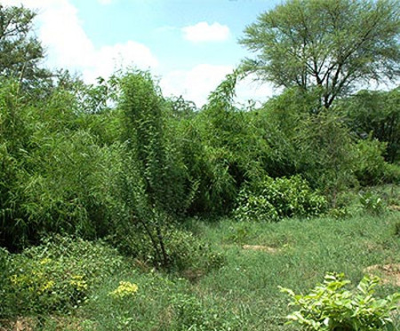 jardines de mariposas, Delhi, India 0