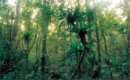 Parque Nacional Jianfengling, Hainan, China 0