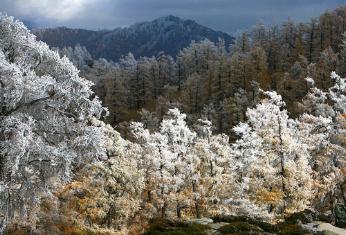 Mundo de Escarcha en Kanas de Xinjiang, China 0