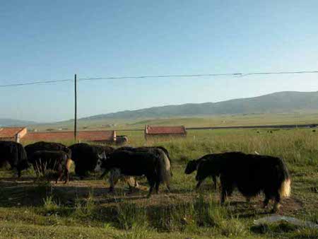 Parque Kekexili, Qinghai, China 🗺️ Foro China, el Tíbet y Taiwán 1