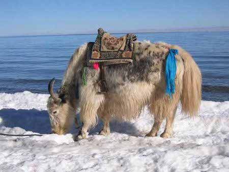 Parque Kekexili, Qinghai, China 🗺️ Foro China, el Tíbet y Taiwán 2