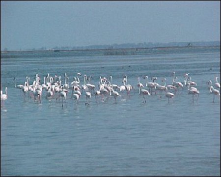 Lago Chilka, Orissa, India 0