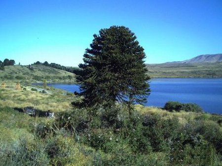 Lago Huechulafquen, Huiliches, Neuquén, Argentina 1