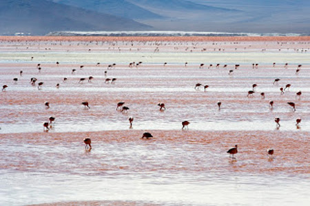 Laguna Colorada, Bolivia 1