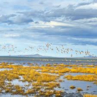 Laguna Llancanelo, Mendoza, Argentina 0