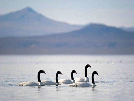 Laguna Llancanelo, Mendoza, Argentina 1