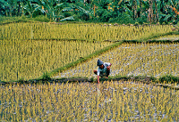 Las llanuras centrales de Sri Lanka 2