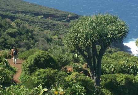 Las Tricias, La Palma, Canarias 1