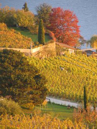 Lavaux, Oron, Suiza 0