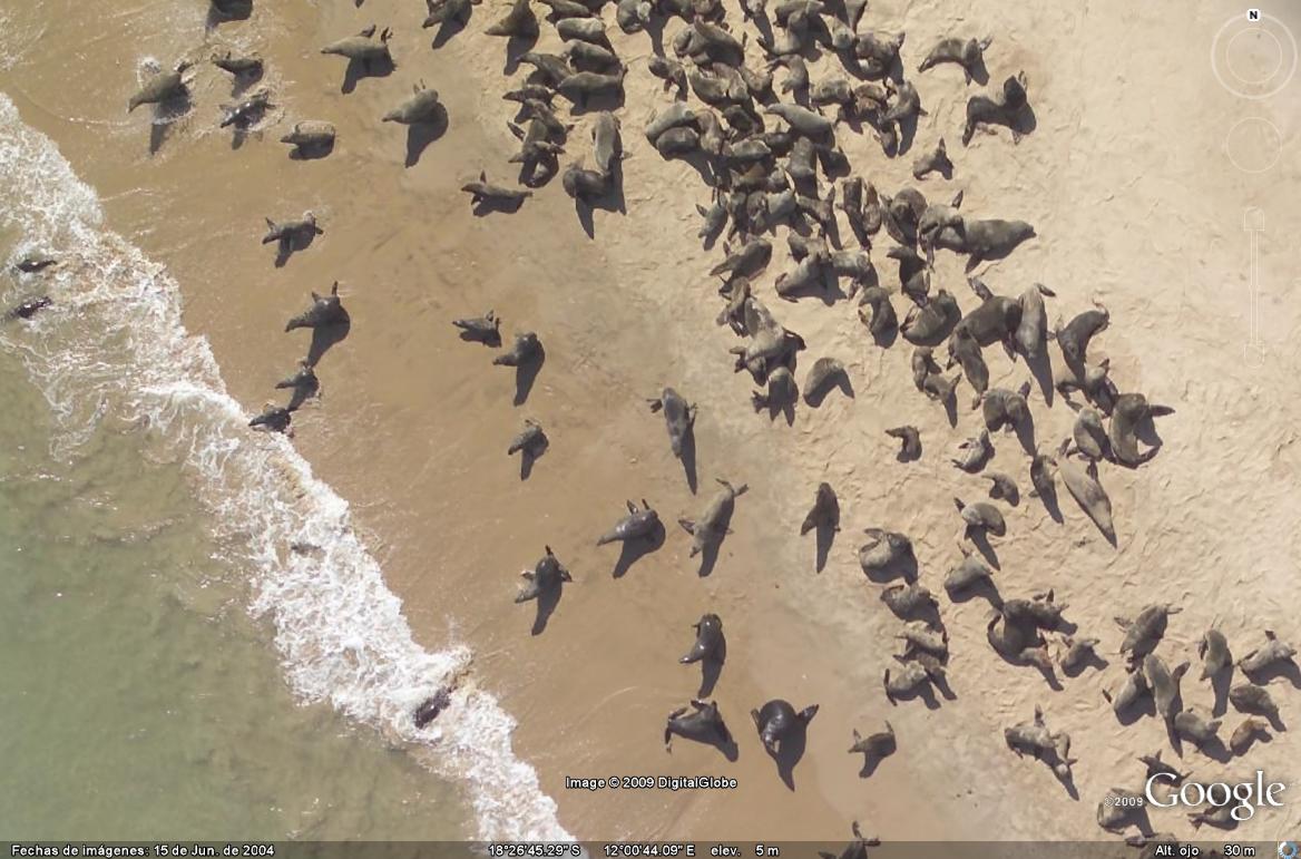 Lobos Marinos 🗺️ Foro Clima, Naturaleza, Ecologia y Medio Ambiente 1