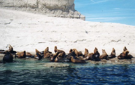 Loberías, Puerto Pirámides, Chubut, Argentina 0