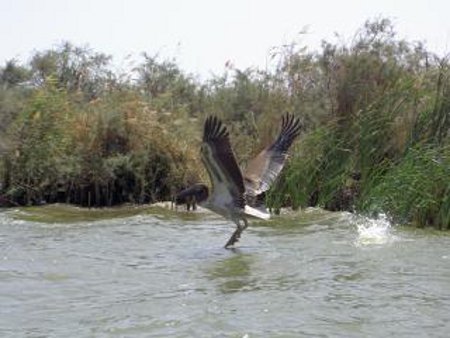 Parque Nacional Maritimo Malindi, Kenia 1